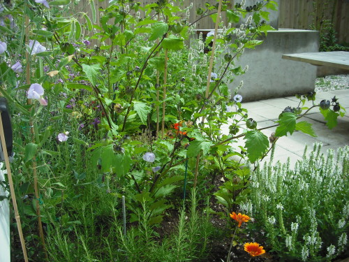 Flower bed in summer