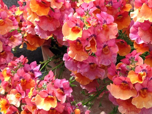 Pink and orange summer flowers