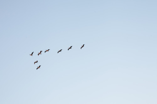 Birds flying in formation across a clear sky