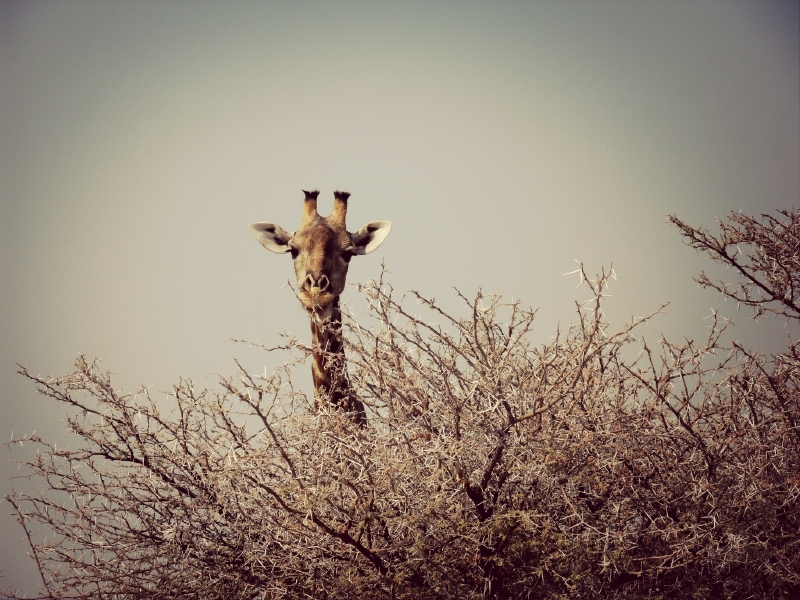 Stand tall in business by storytelling - a lone giraffe peeking above a tree line